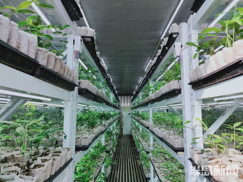 物聯網技術助力植樹造林，綠色產業迎來科技突圍